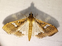 Maruca vitrata