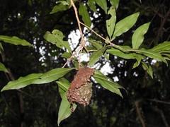 Calligaster himalayensis