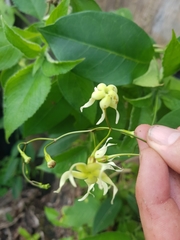 Echites puntarenensis