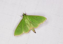 Parotis punctiferalis