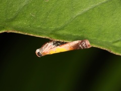Piesmopoda semilutea