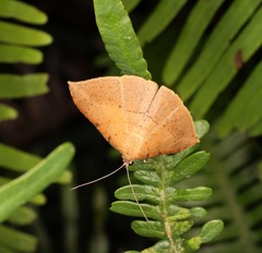 Pseudonadagara semicolor