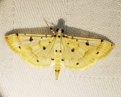 Pycnarmon aeriferalis