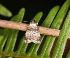 Salma ridiculalis