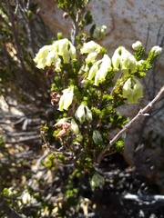Erica flocciflora