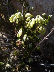 Erica flocciflora
