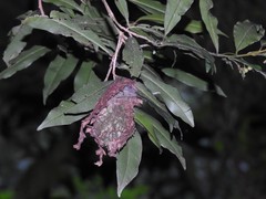 Calligaster himalayensis