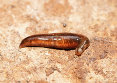 Argonemertes australiensis