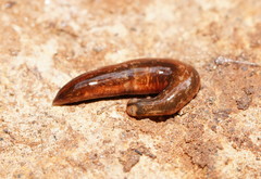 Argonemertes australiensis