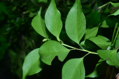 Symplocos shilanensis