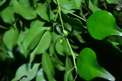 Symplocos shilanensis