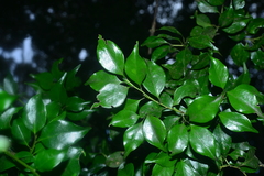 Symplocos shilanensis