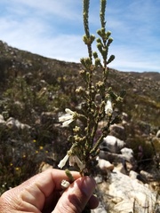 Erica pectinifolia
