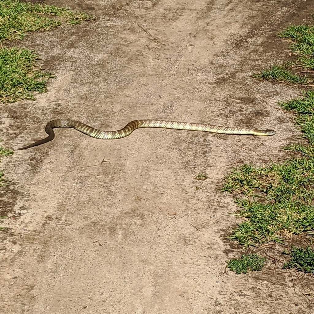 Tiger Snake from Heidelberg VIC 3084, Australia on February 22, 2020 by ...