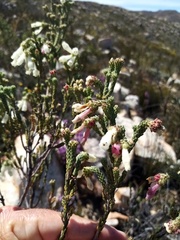Erica pectinifolia