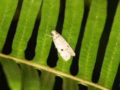 Autosticha calceata
