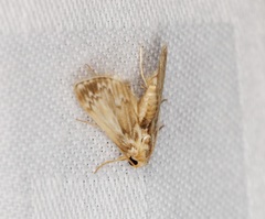 Luma