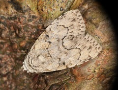 Barasa acronyctoides