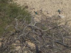 Merops cyanophrys cyanophrys