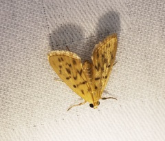 Tabidia obvia
