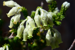 Erica flocciflora