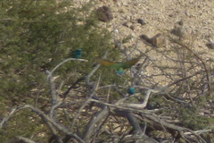 Merops cyanophrys cyanophrys