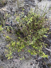 Correa reflexa scabridula