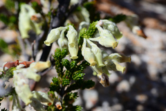Erica flocciflora