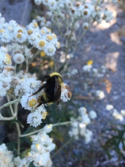 Bombus flavidus flavidus