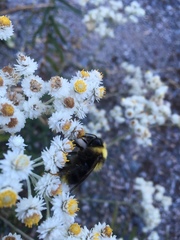 Bombus flavidus flavidus