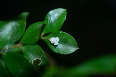 Lasianthus biflorus