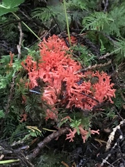 Ramaria araiospora