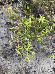 Correa reflexa scabridula