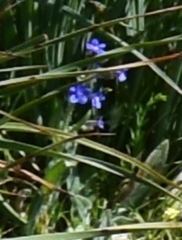 Boraginaceae