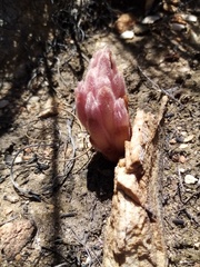 Hyobanche sanguinea
