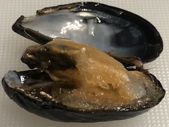 Mytilus edulis