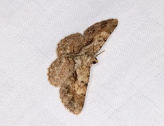 Psilalcis galsworthyi