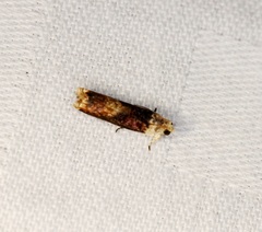 Hedya iophaea