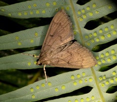 Omiodes tristrialis