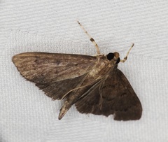 Omiodes tristrialis
