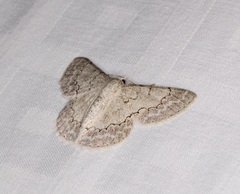 Pingasa rubimontana