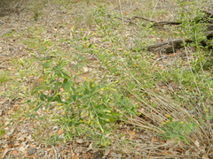 Brickellia cylindracea