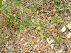 Brickellia cylindracea