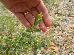 Brickellia cylindracea