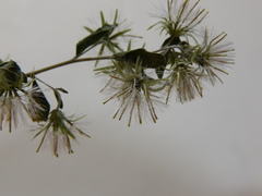 Brickellia cylindracea