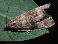 Celypha