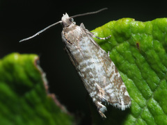 Epinotia tedella