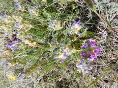 Oxytropis borealis