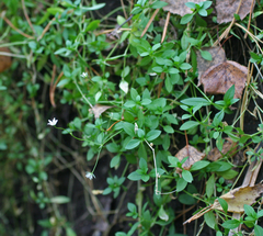 Stellaria crassifolia