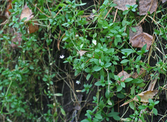 Stellaria crassifolia